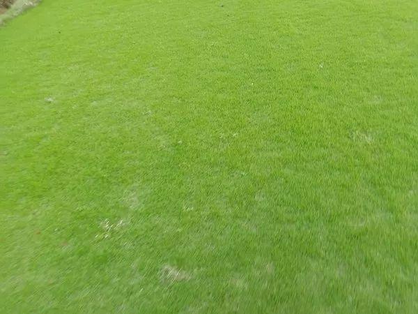  尼斯主场草皮质量问题遭调查，或面临联盟罚款及整改要求